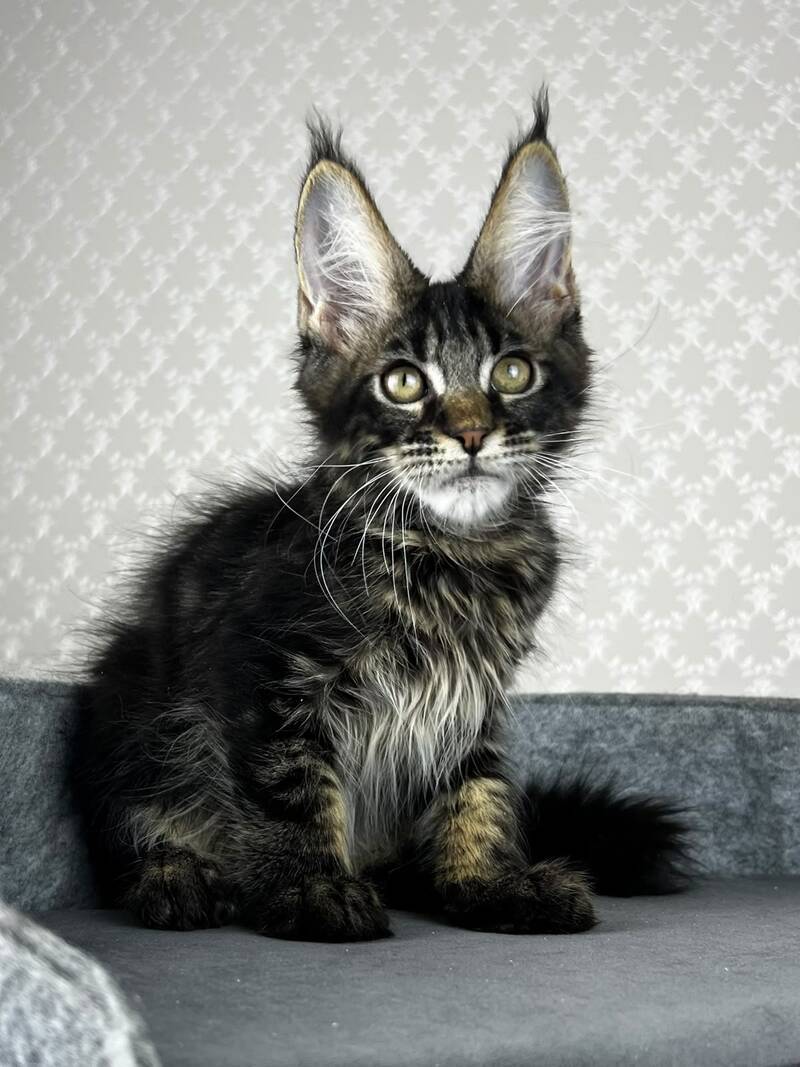 Necko Maine Coon male, black tabby