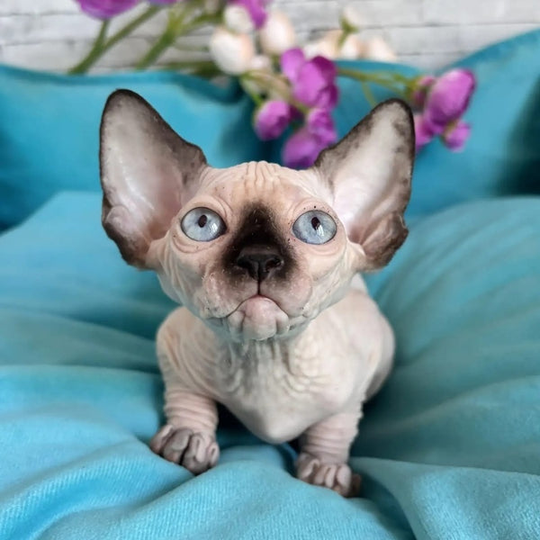 Bahia Canadian Sphynx female, black pointed