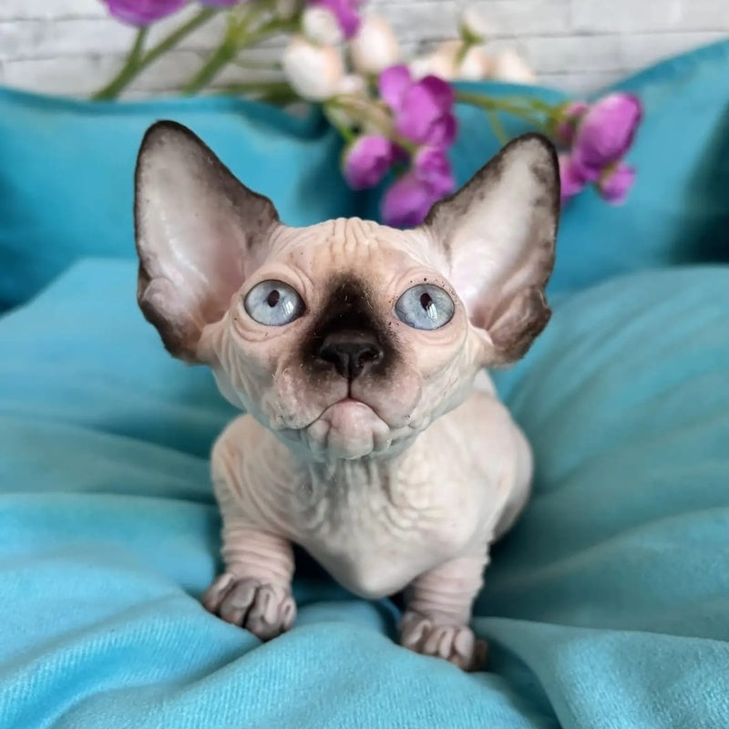 Bahia Canadian Sphynx female, black pointed