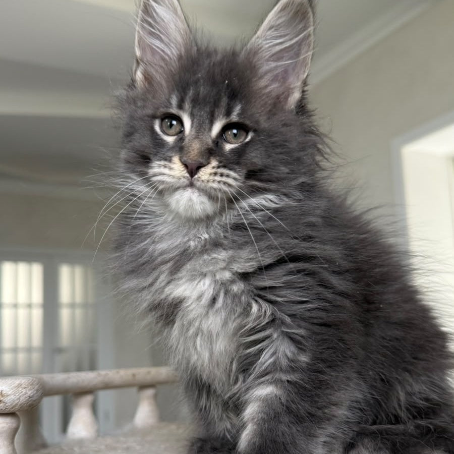 Yarik Maine Coon male, blue ticked tabby