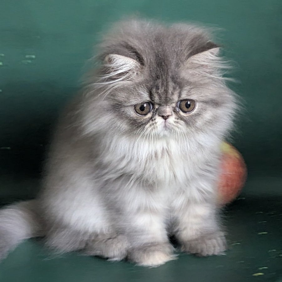 Donya Persian female, blue tortie