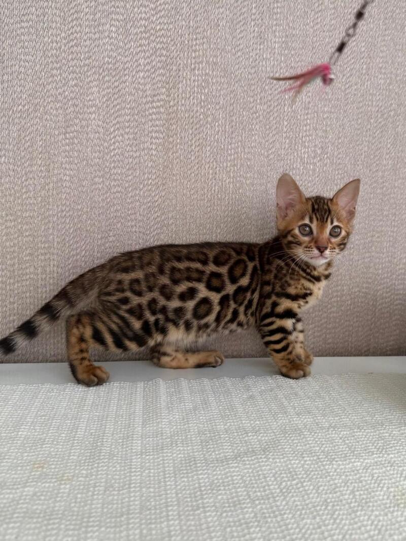 Fortuna Bengal female black spotted tabby - live animals
