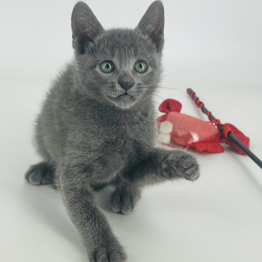 Aisha Russian Blue female, blue