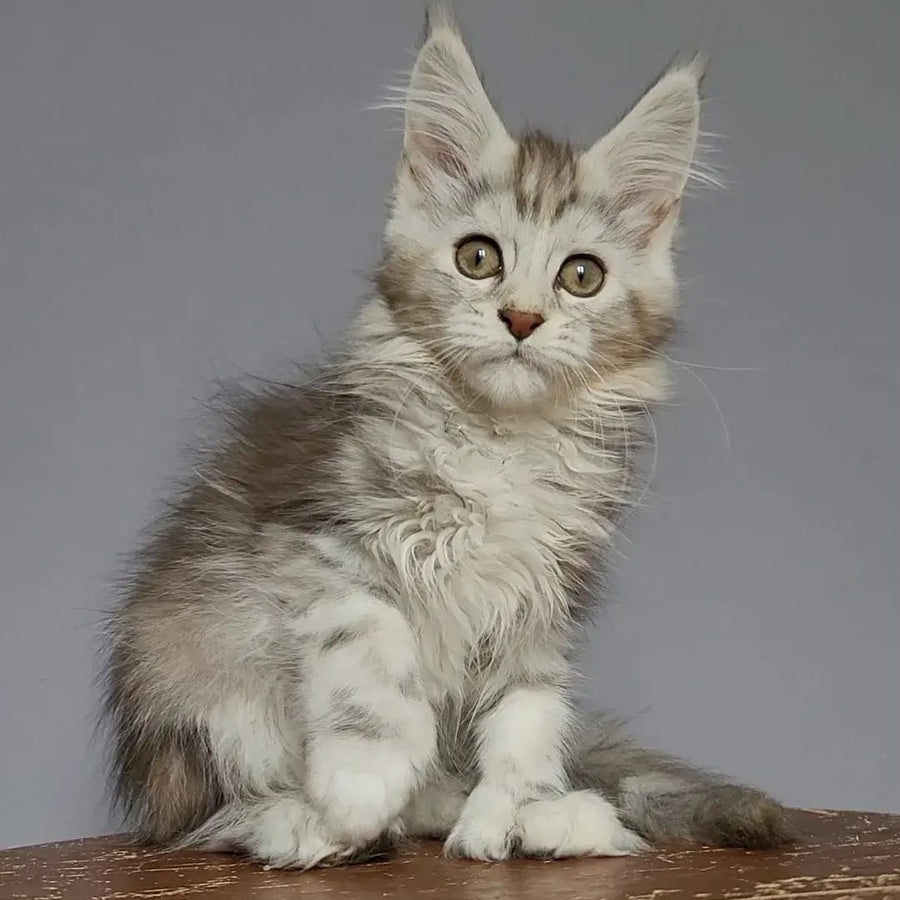 Helga Maine Coon polydactyl 5x6x6x6 female, black tortie silver tabby