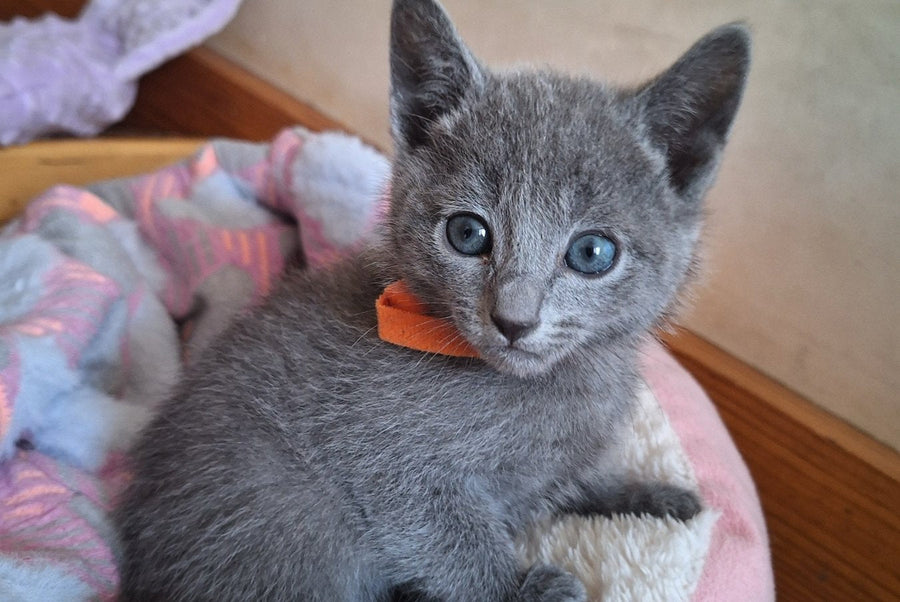 Kristall Russian Blue male blue - live animals
