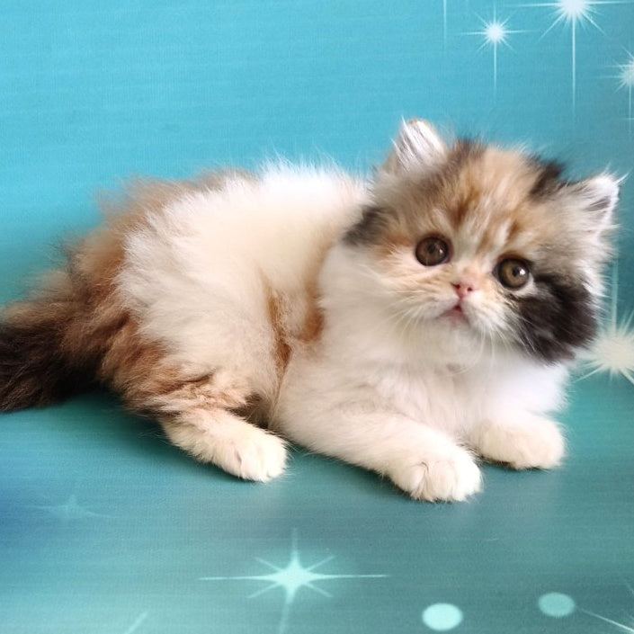 Nora Persian female, black tortie bicolour