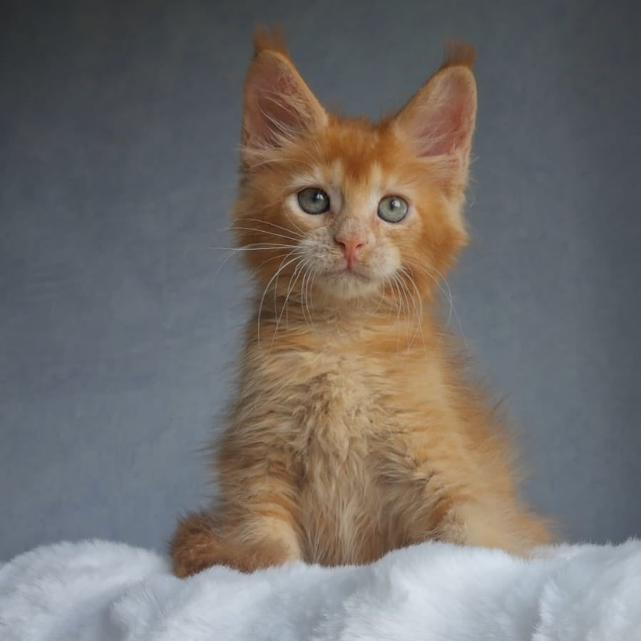 Princ Maine Coon male, red