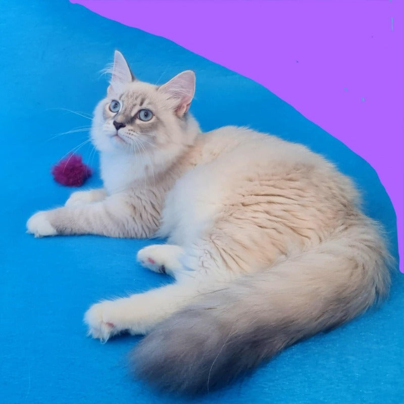 Viliam Siberian male, blue tabby pointed mitted