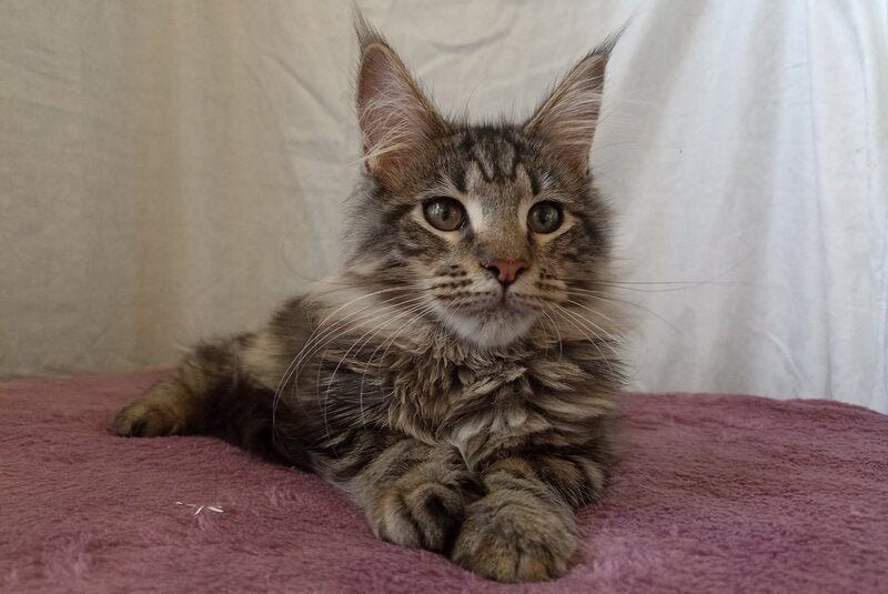 Yara Maine Coon female, black silver tabby