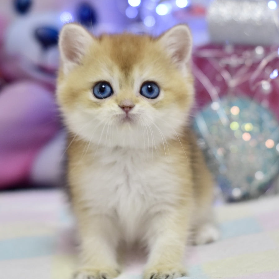 Edwin British Shorthair male, black golden shaded