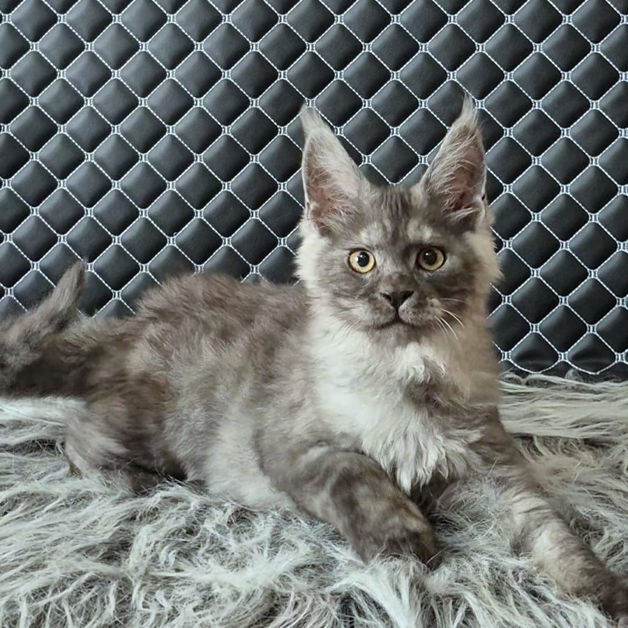 Cosmo Maine Coon male, black silver