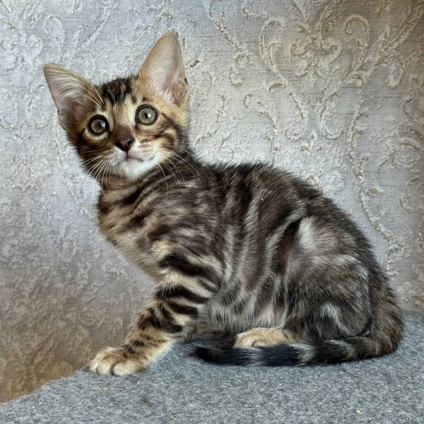 Elvis Bengal male, black spotted tabby