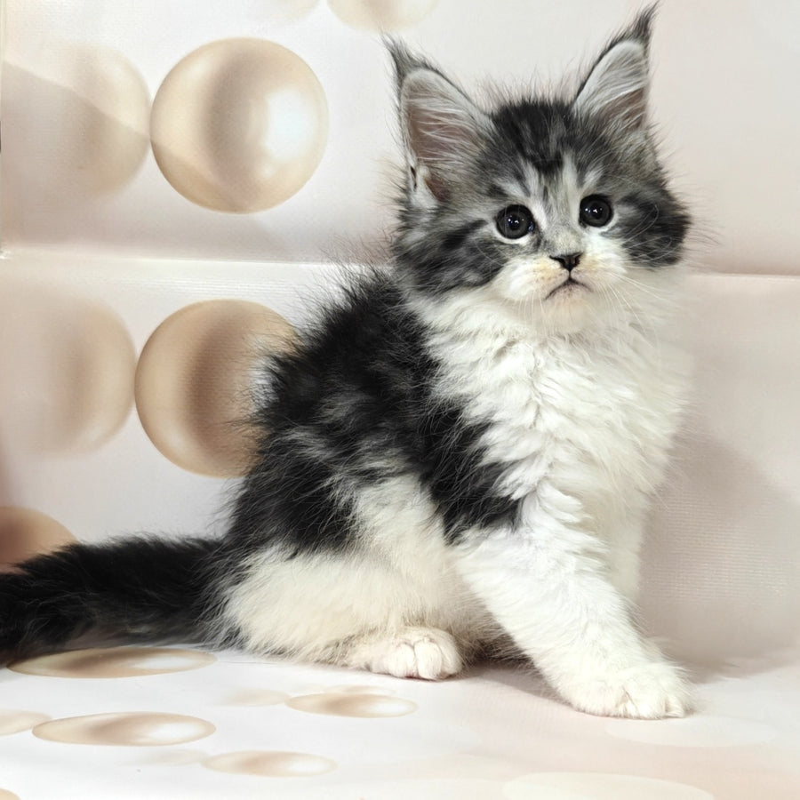Molly Maine Coon female, black silver tabby bicolour