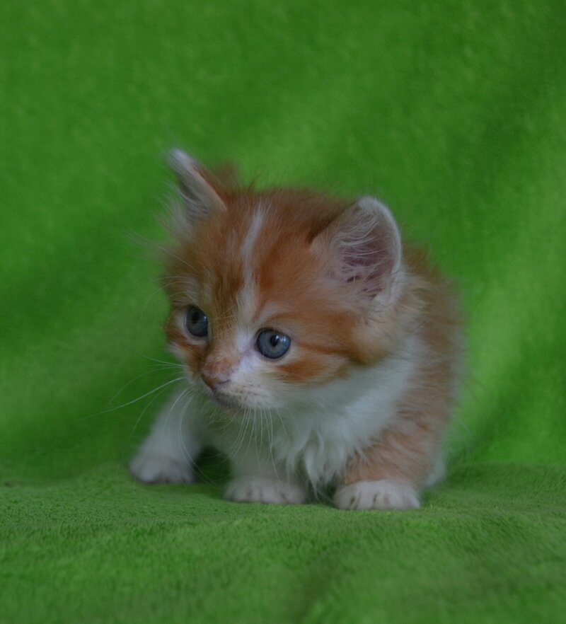 Narciss Munchkin male red bicolour tabby - live animals