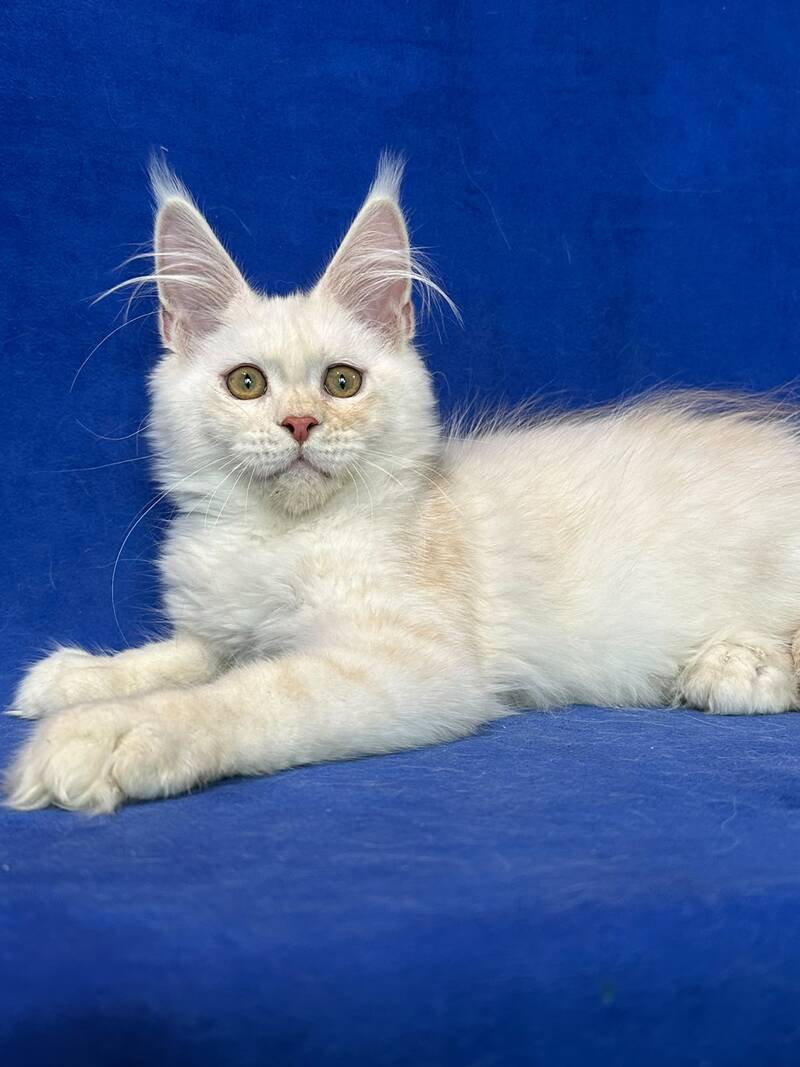 Dobryanka Maine Coon female, red silver shaded