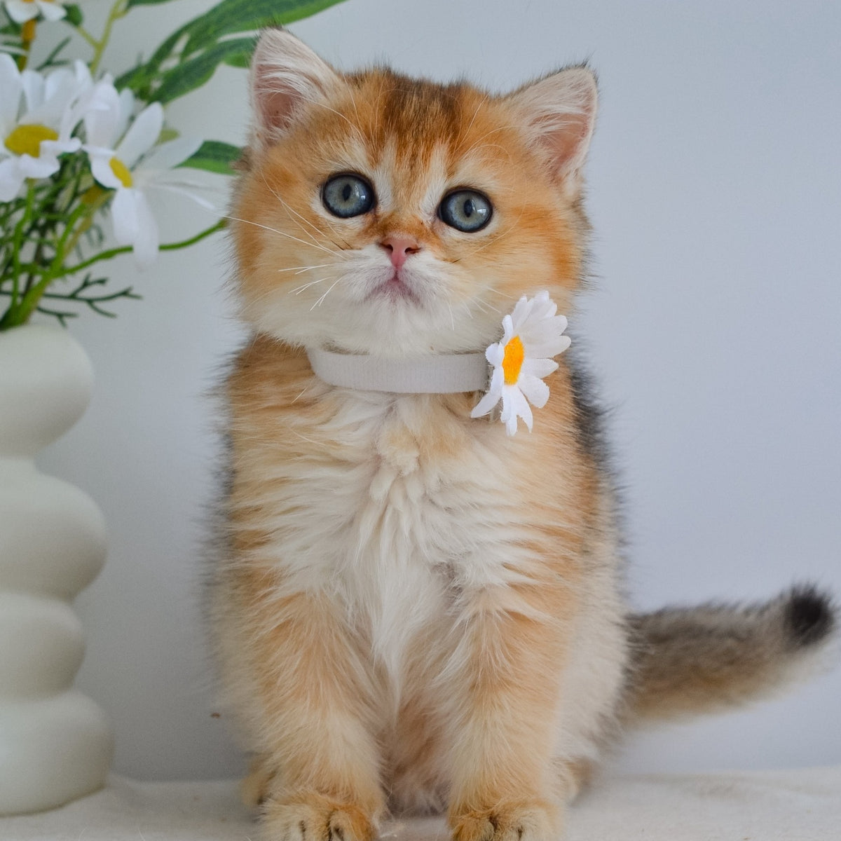 Julie Scottish Straight female, black golden ticked tabby