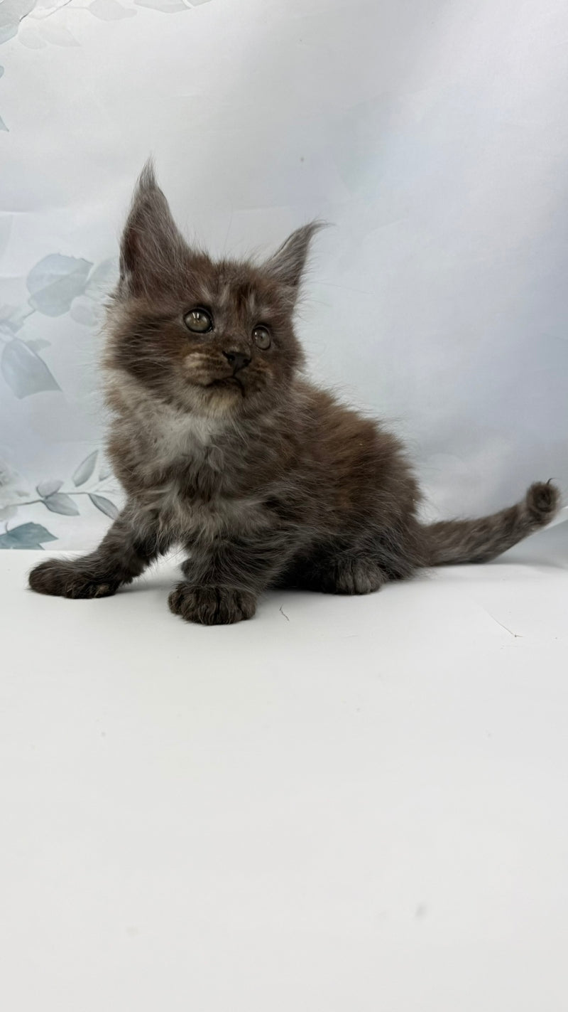 Archibald Maine Coon polydactyl male, black silver