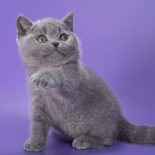 Neville British Shorthair male, blue
