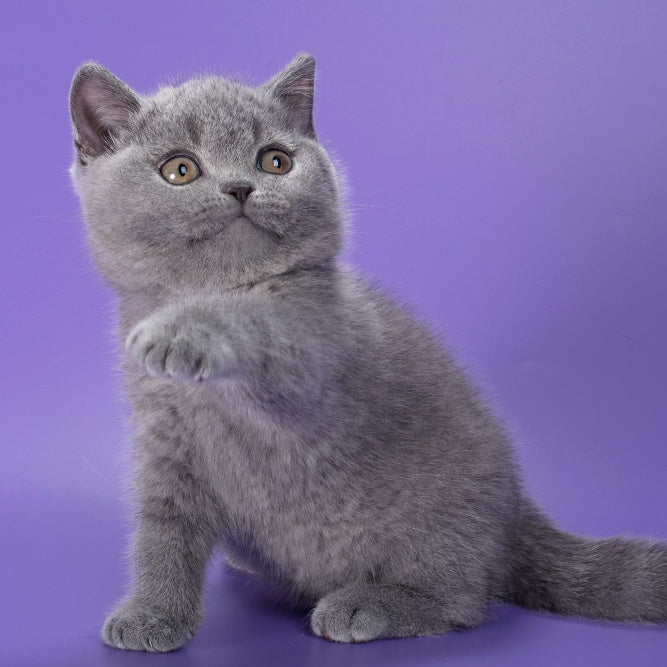Neville British Shorthair male, blue
