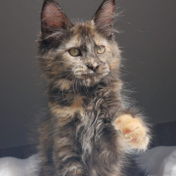 Pandora Maine Coon female, black tortie