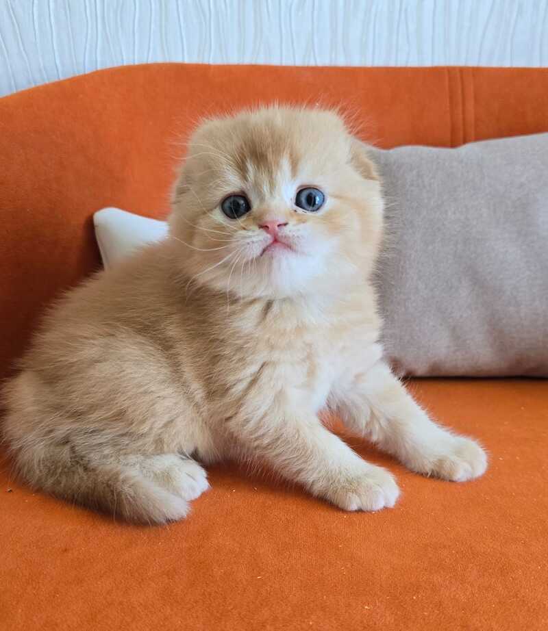 Olympic Scottish Fold male red ticked tabby - live animals