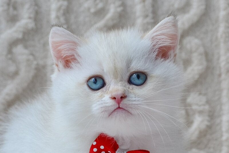Kai British Shorthair male, black golden shaded pointed