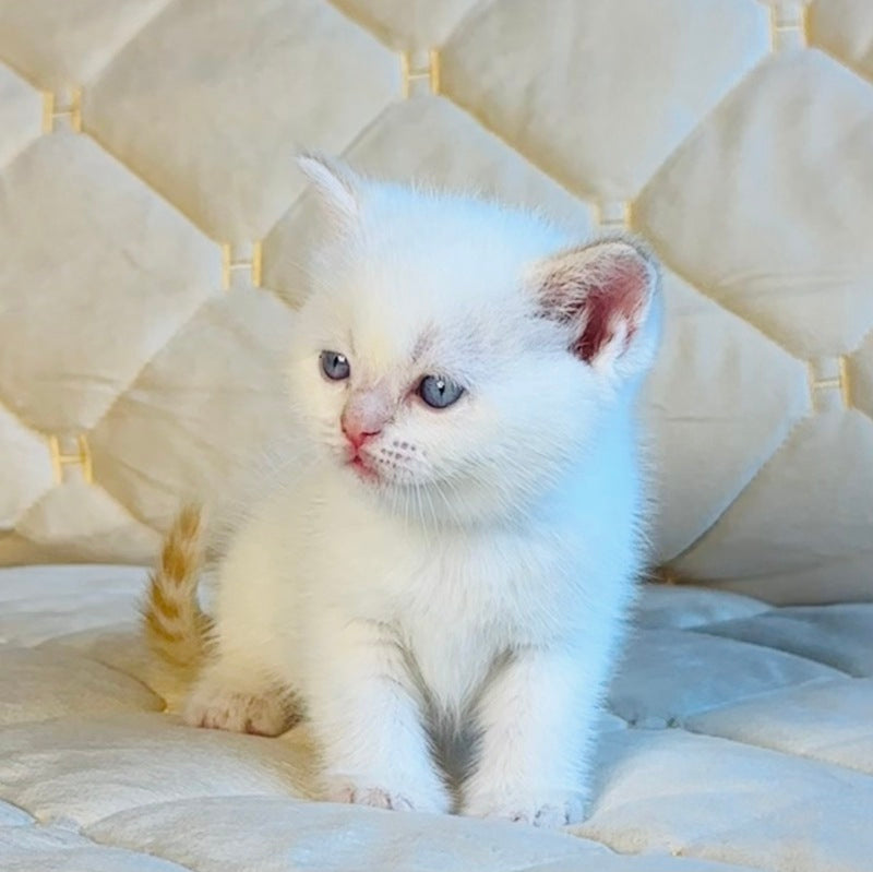Elio British Shorthair male, red golden shaded pointed
