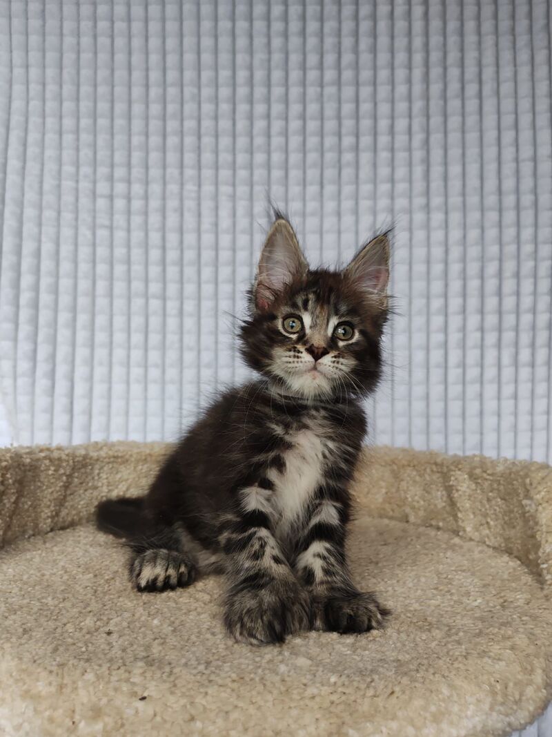 Neo Maine Coon polydactyl male, black tabby