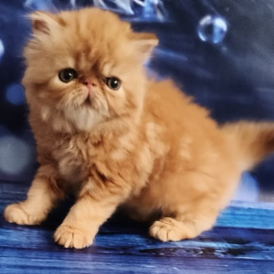 Simona Persian female, red tabby