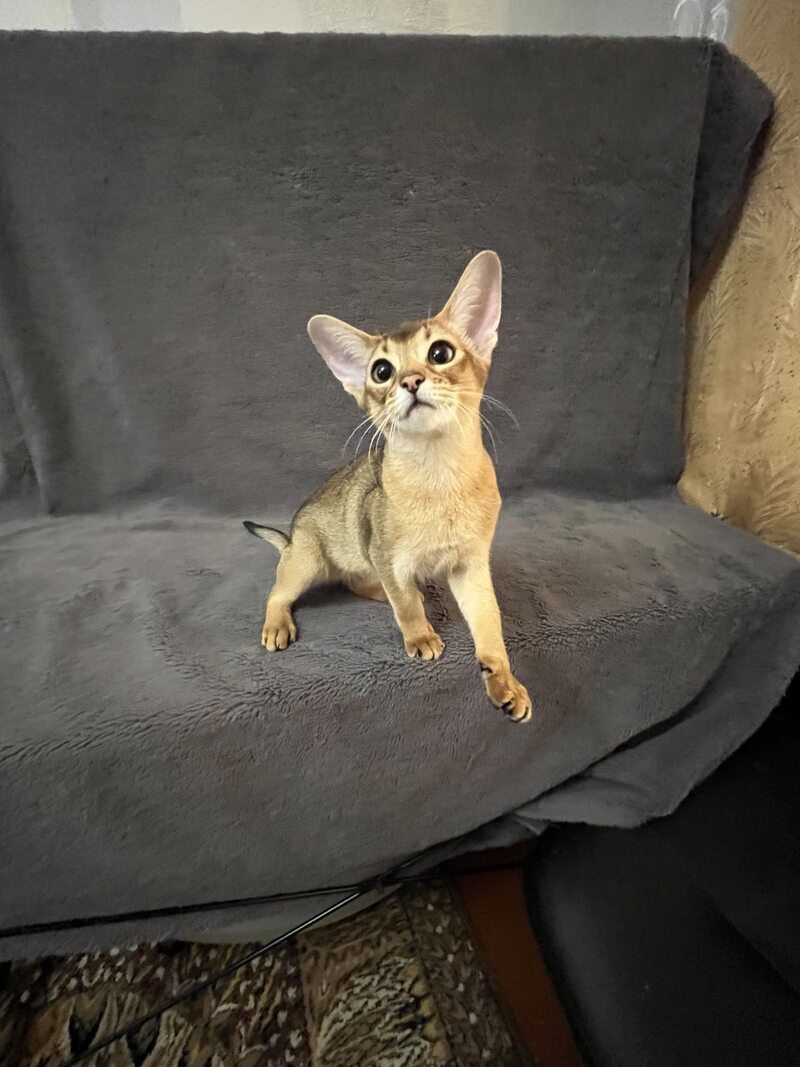 Betti Abyssinian female black - live animals