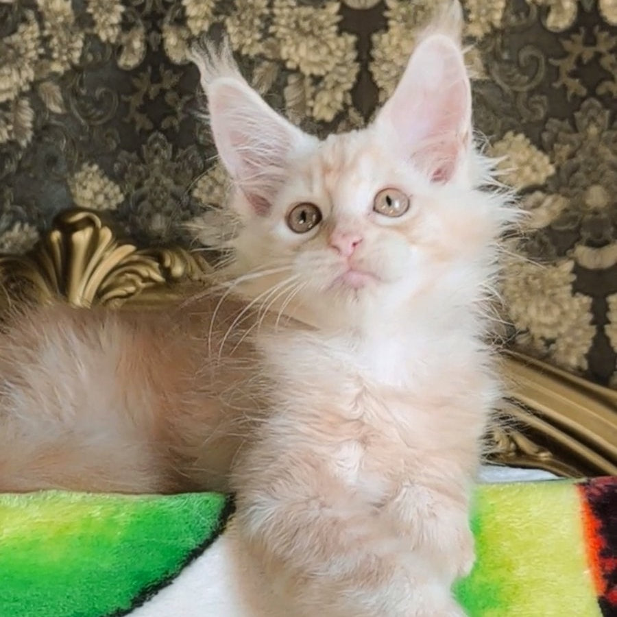 Ilyusha Maine Coon male, cream silver tabby