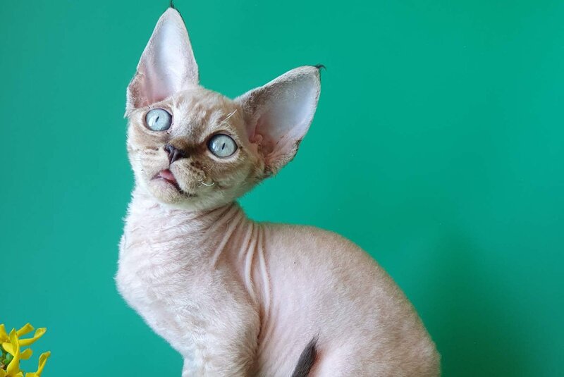 Marik Devon Rex male black tabby pointed - live animals