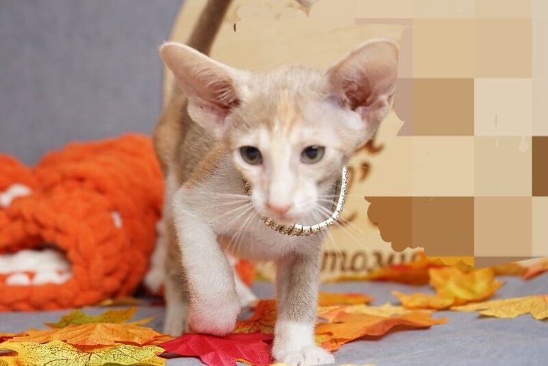 Fuksi Oriental Shorthair female, fawn bicolour