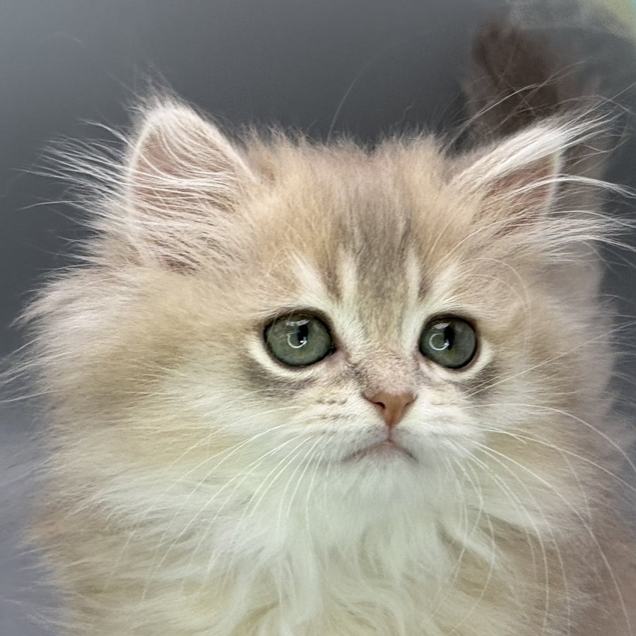 Jardin Scottish Straight female, blue golden shaded