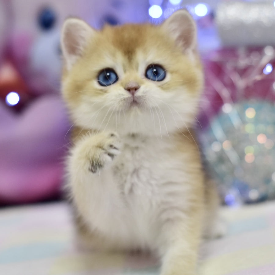 Edwin British Shorthair male, black golden shaded