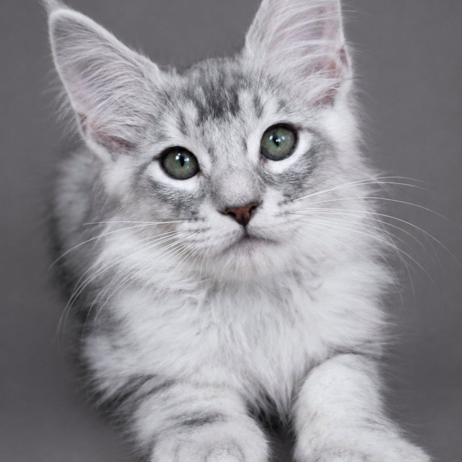 Teddy Bear, Maine Coon male, blue silver tabby