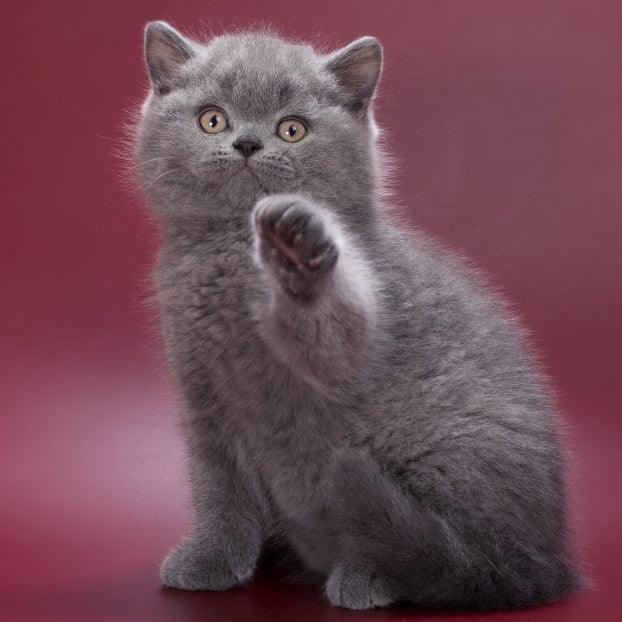 Quincy British Shorthair male, blue
