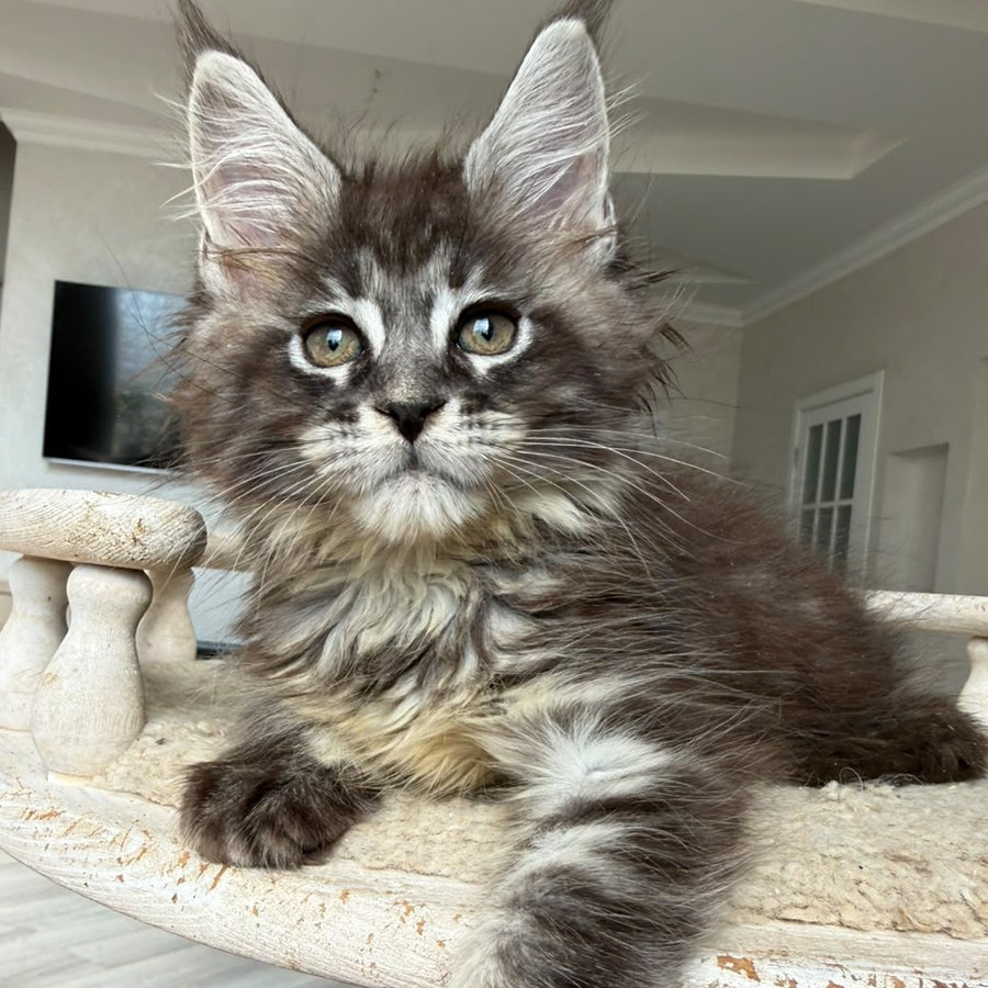 Ornela Maine Coon female, black silver tabby