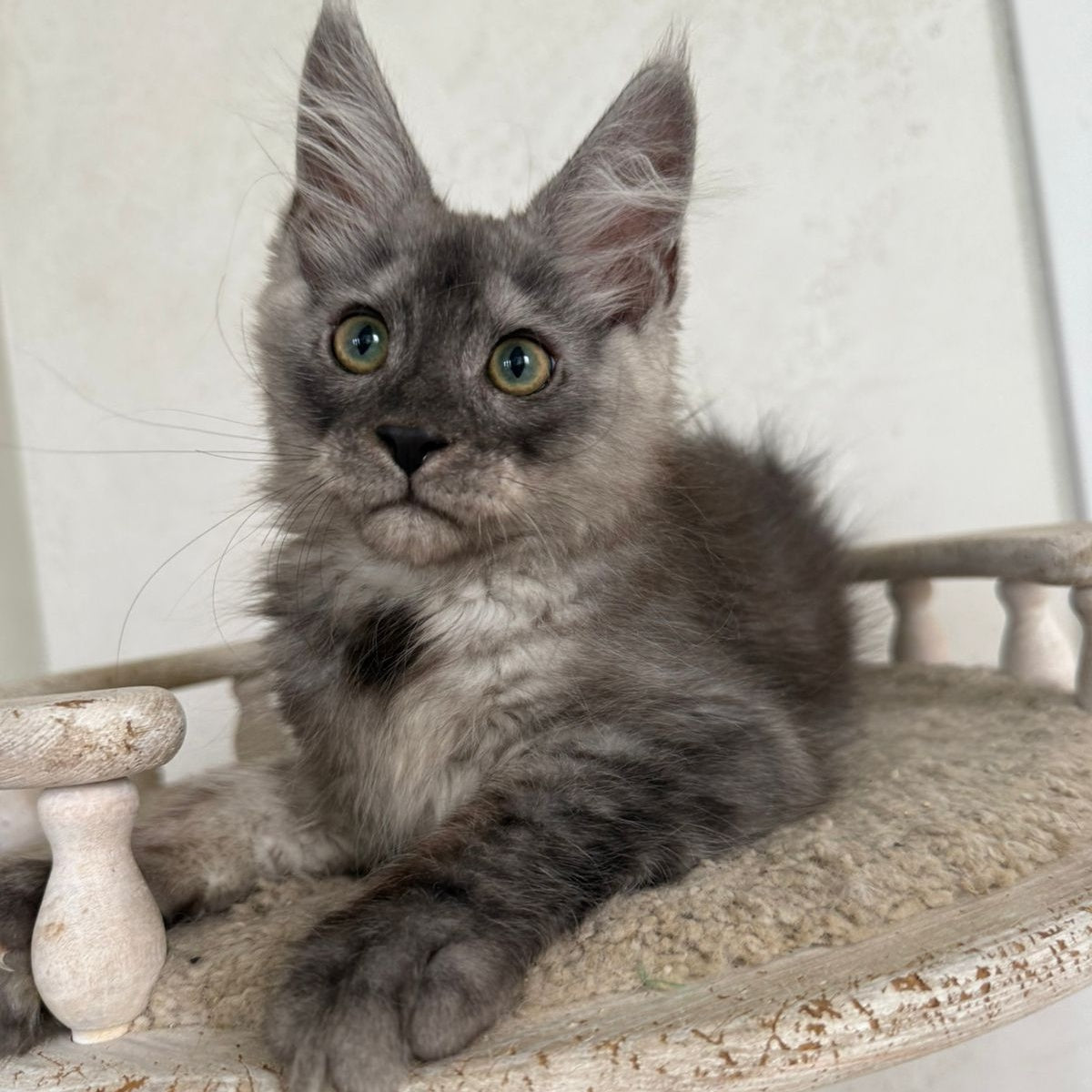 Kupidon Maine Coon male, black silver with white