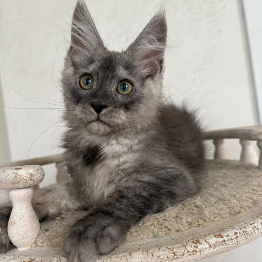 Kupidon Maine Coon male, black silver with white