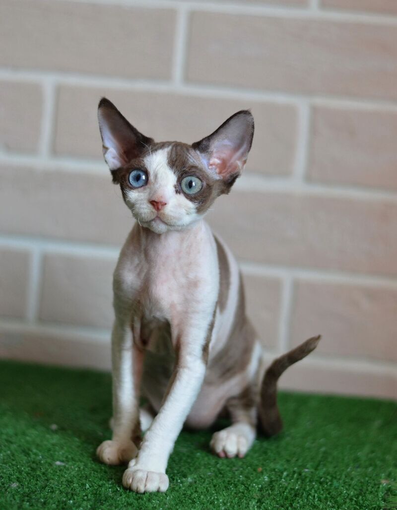 Sofia Devon Rex female, chocolate bicolour