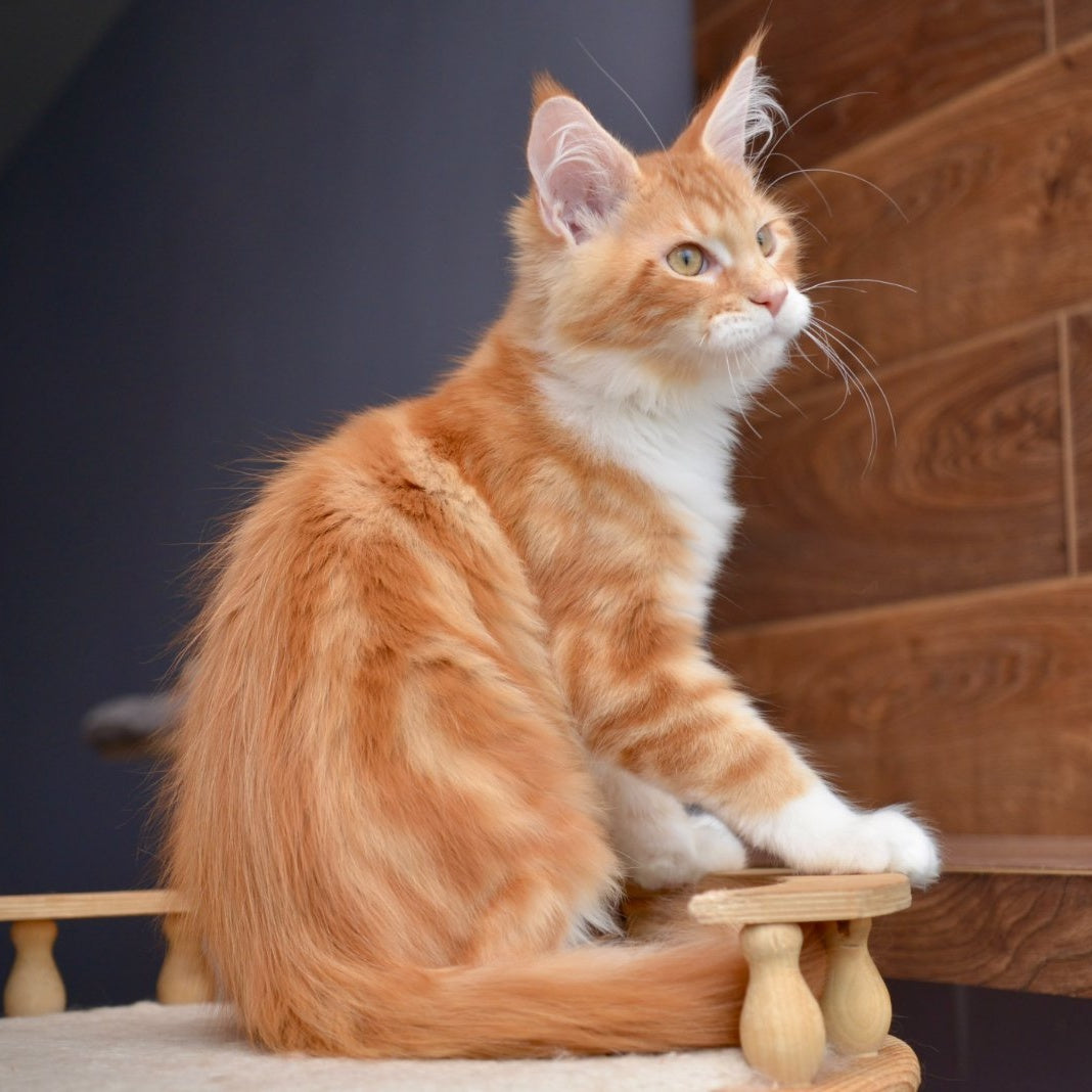 Xotil Maine Coon male, red with white tabby
