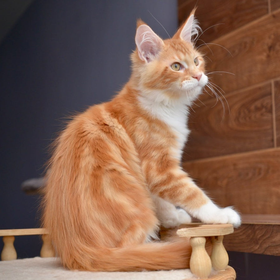 Xotil Maine Coon male, red with white tabby