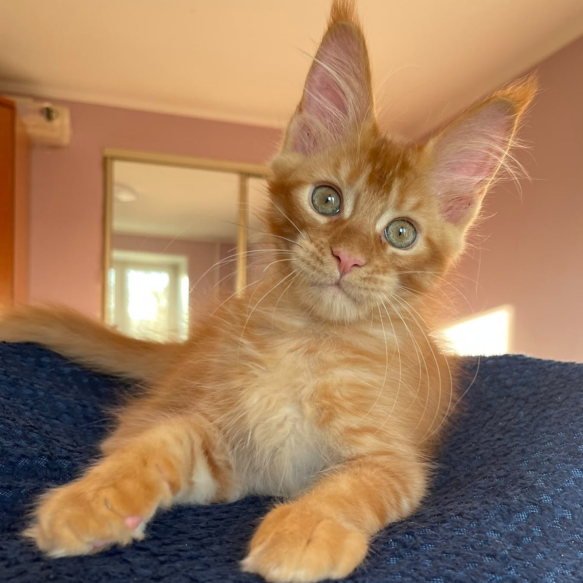 Kenzo Maine Coon male, red
