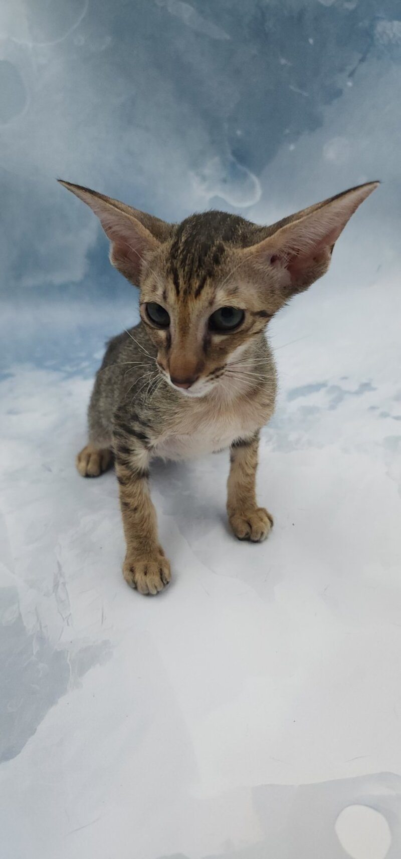 Odette Oriental Shorthair female, black spotted tabby