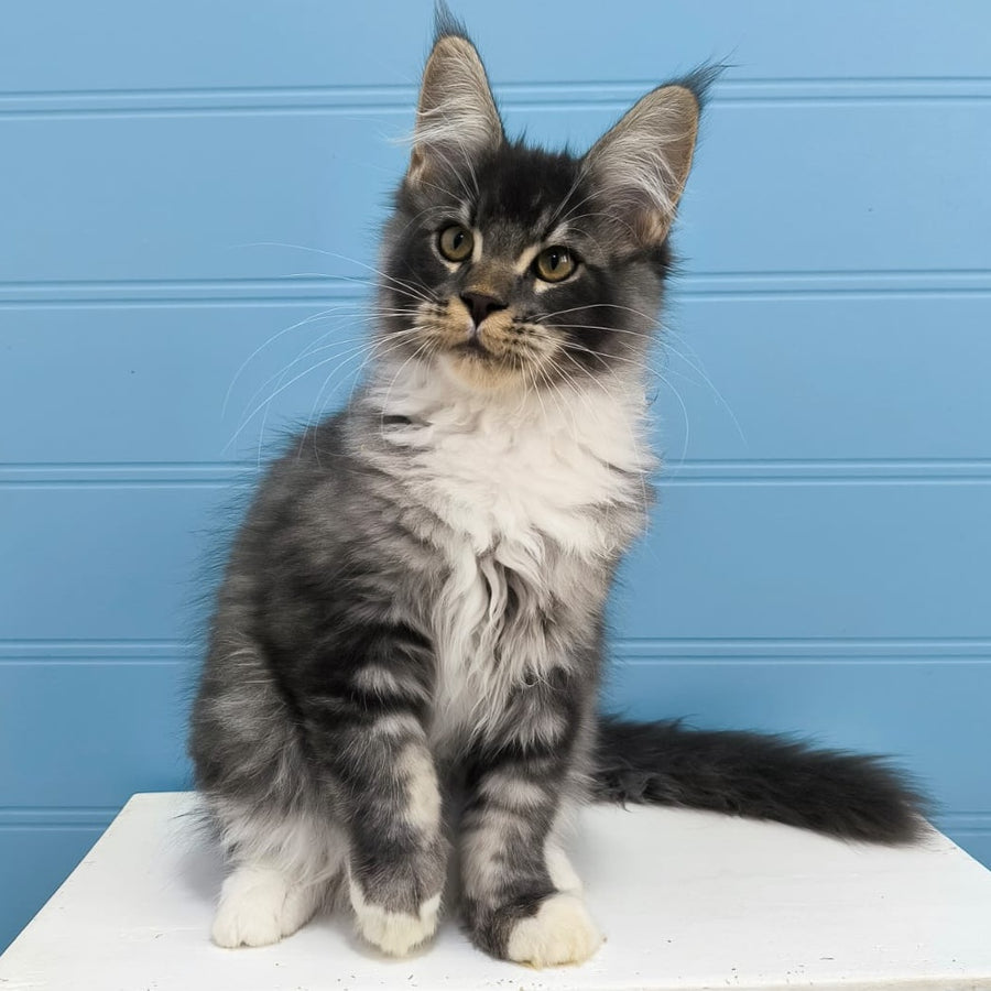 Jaguar Maine Coon male, blue silver tabby