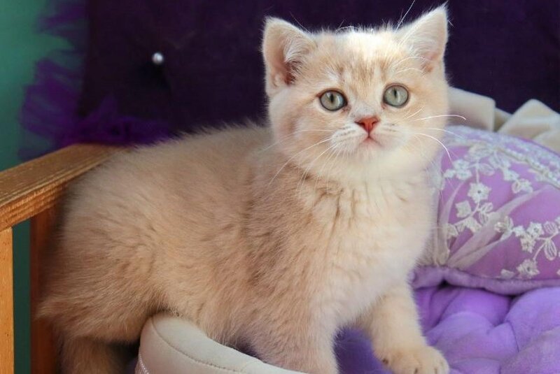 Perla British Shorthair female lilac golden shaded - live animals