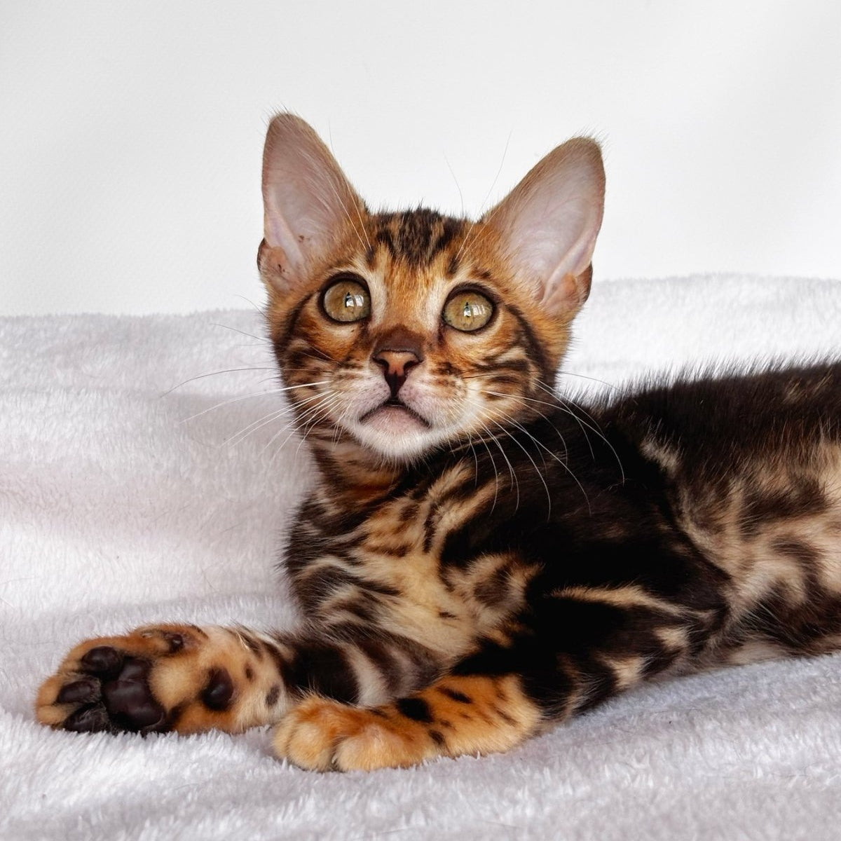 Drakula Bengal male, black tabby