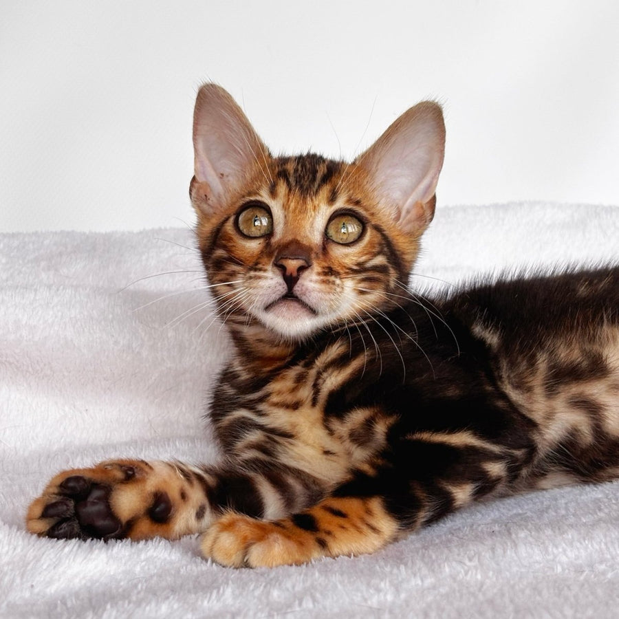 Drakula Bengal male, black tabby