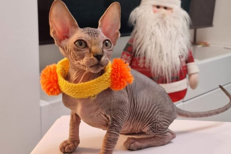 Daily Canadian Sphynx female black tabby - live animals